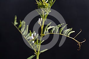 Flower of a hairy vetch, Vicia hirsuta