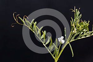Flower of a hairy vetch, Vicia hirsuta