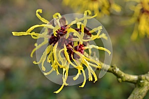 Flower of the Hamamelis.
