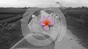 Flower in Hand. Bali frangipani flower pink color in one open hand in black and white. Rural road view background. Give & receive