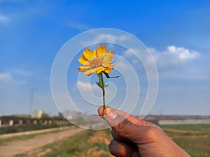 flower in hand close up blue Sky Background