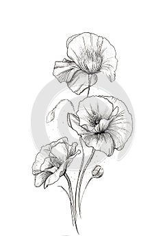 Flower hand drawn poppies. Poppy illustration on white background