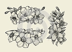Flower. Hand drawn sketch tutsan, hypericum, narcissus, cherry flowers. Vector illustration