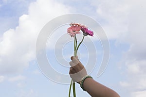 Flower in hand. Three beautiful pink daisies flower in hand on bright blue sky background. Hope inspirational concept.