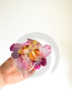 Flower in the hand. White background. Free space for text. Girl jerks a flower bud in the palm of his hand. Minimalism