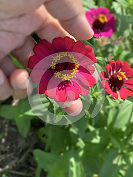 Flower in hands. Person holding red zinnia flower in had on green leaves garden background. Care and protection concept