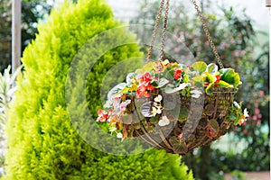 Flower hanging basket