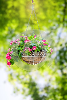 Flower hanging basket