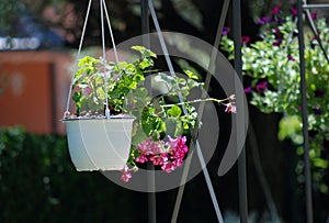 Flower hanging basket
