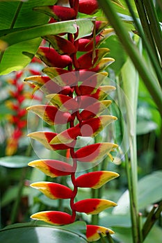 Flower of hanging lobster claw plant