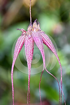 Flower hanging from a tropical orchid