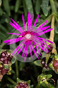 Flower of Hardy Iceplant