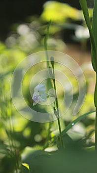 This flower has the scientific name Psophocarpus growing wild in the yard