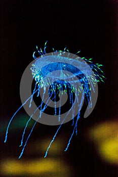 Flower hat jelly known as Olindias Formosa