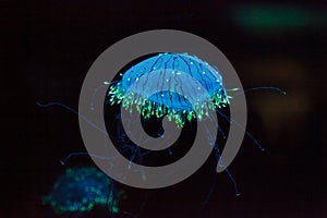 Flower hat jelly known as Olindias Formosa