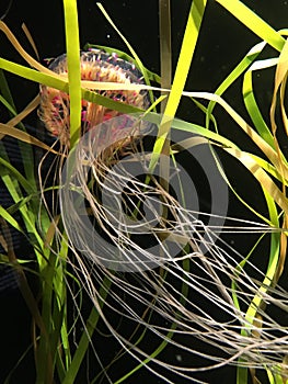 Flower Hat Jellyfish