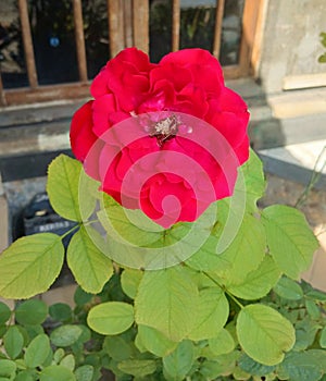 Flower with nice colour