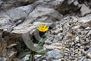 Flower of the hawksbeard (Crepis jacquinii)