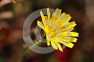 Flower of hawkweed oxtongue Picris hieracioides