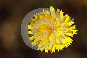 Flower of hawkweed oxtongue Picris hieracioides