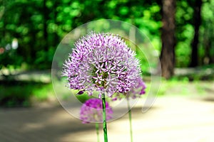 Flower head of Allium aflatunense Purple Sensation on green nature background