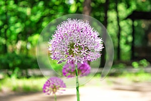 Flower head of Allium aflatunense Purple Sensation on green nature background