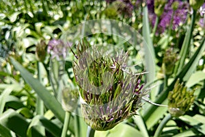 Flower head of Allium Purple Sensation Allium aflatunense in summer garden