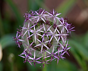 Flower head of Allium Purple Sensation Allium aflatunense in summer garden