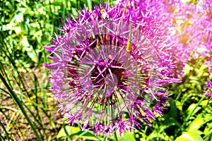 Flower head of Allium Purple Sensation Allium aflatunense in summer garden