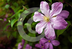 Flower head at backyard garden