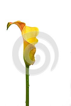 Flower head of calla lily (Zantedeschia) in yellow and orange, sculptural inflorescence