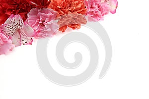 Flower head of carnation and alstroemeria in a white background