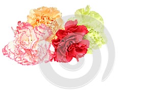 Flower head of carnation in a white background
