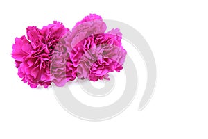 Flower head of carnation in a white background