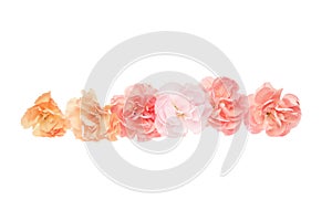 Flower head of carnation in a white background