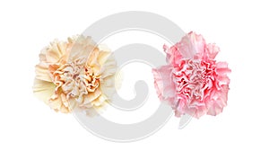 Flower head of carnation in a white background