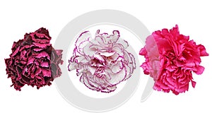 Flower head of carnation in a white background