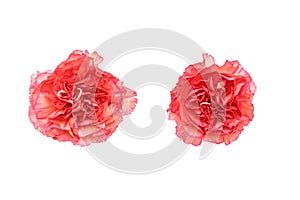 Flower head of carnation in a white background