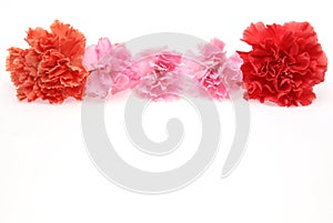 Flower head of carnation in a white background