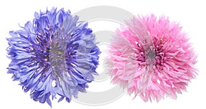 Flower head of cornflower