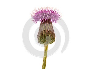 Flower head of Creeping thistle isolated on white, Cirsium arvense