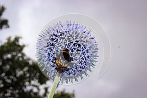 Flower Head Of Echinops Sphaerocephalus, Known By The Common Names Glandular Globe-thistle, Great Globe-thistle Or Pale Globe-