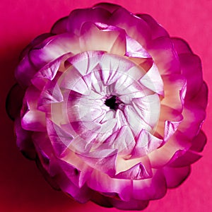 A flower head of everlasting flower strawflower. Top view