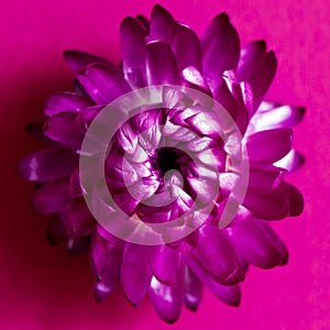 A flower head of everlasting flower strawflower. Top view