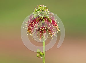 Flower head of Garden burnet or salad burnet, Sanguisorba minor