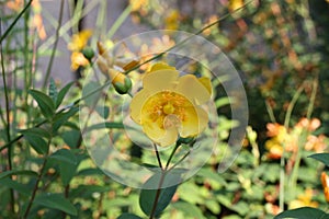 Flower head of goldencup St. John\'s wort or yellow mosqueta (Hypericum patulum) photo