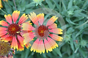 Flower head of Indian blanket, Indian blanketflower, sundance or firewheel (Gaillardia pulchella)