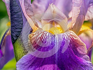 Flower head of Iris Germanica photo