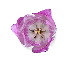 Flower head isolated