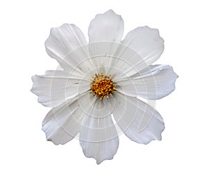 Flower head isolated